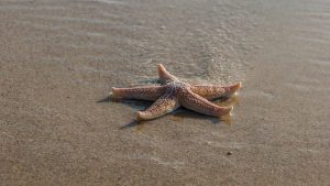 Seeing a Starfish on the Beach