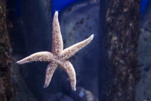 Starfish Swimming