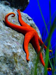 Starfish in Clear Water